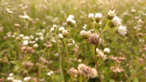 istock Beautiful flowers blooming in the meadow 927561228