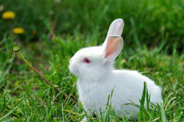 istock Little  rabbit on the field in summer 927569758