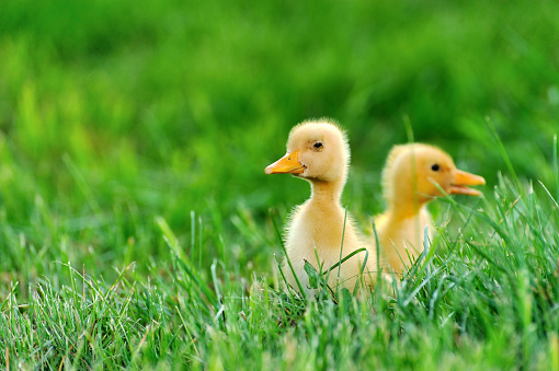 Small duck on the background of green grass