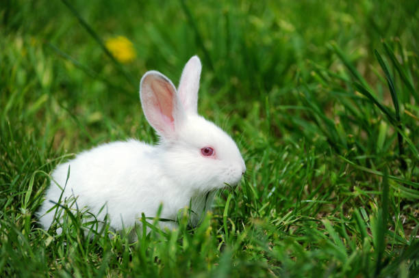 istock Little  rabbit on the field in summer 927569766