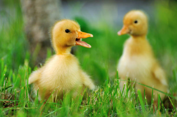 istock Small duck  of green grass 927569774