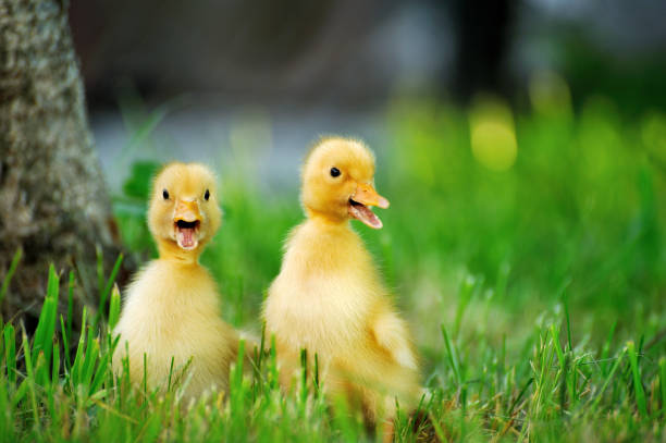 istock Small duck  of green grass 927569776