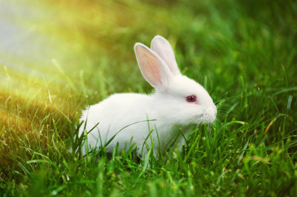istock Little  rabbit on the field in summer 927569780