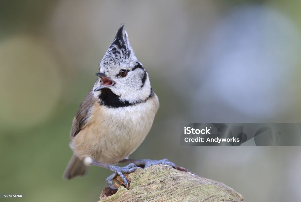 Crested tit (Lophophanes cristatus) singing Crested tit perching on dead wood and singing. Crested Tit Stock Photo