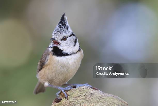 Crested Tit Singing Stock Photo - Download Image Now - Crested Tit, Bird, Germany