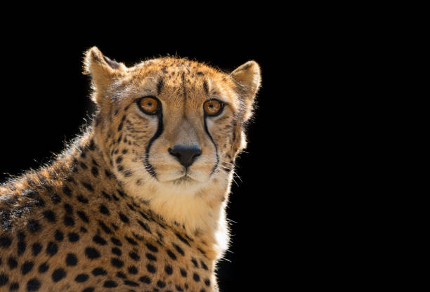 A Cheetah in a cage snarling at a man