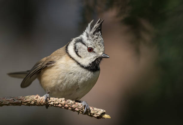 istock European crested tit perching on a Teig 927573782