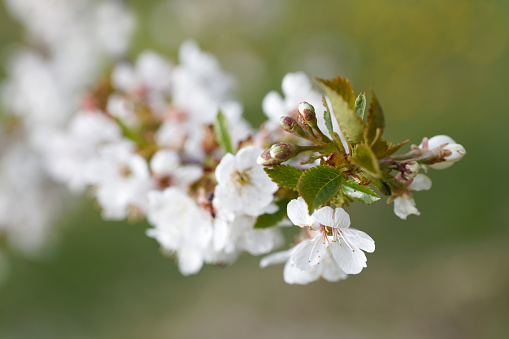 Closeup of white cherry bloom and vibrant green out of focus background