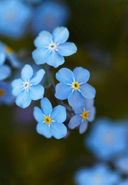 istock Beautiful blue Forget-me-not flowers 927576368