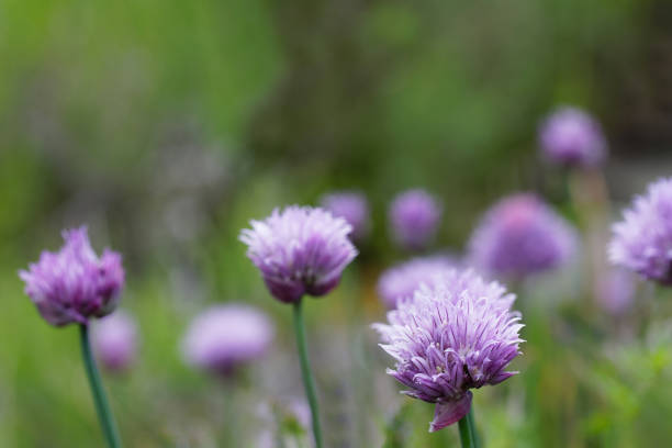 Many purple chive plants in the garden Many purple chive plants in the garden chives allium schoenoprasum purple flowers and leaves stock pictures, royalty-free photos & images