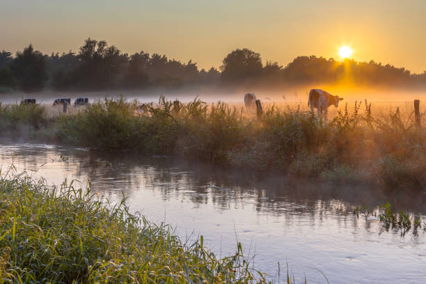 коровы в поле на берегу реки динкель на восходе солнца - 0 3 months стоковые фото и изображения