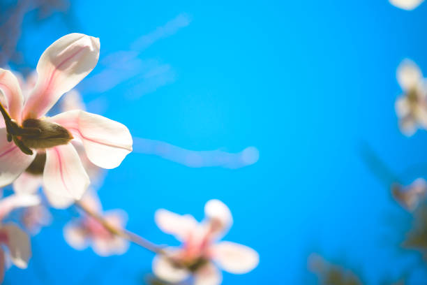Magnolia in Spring