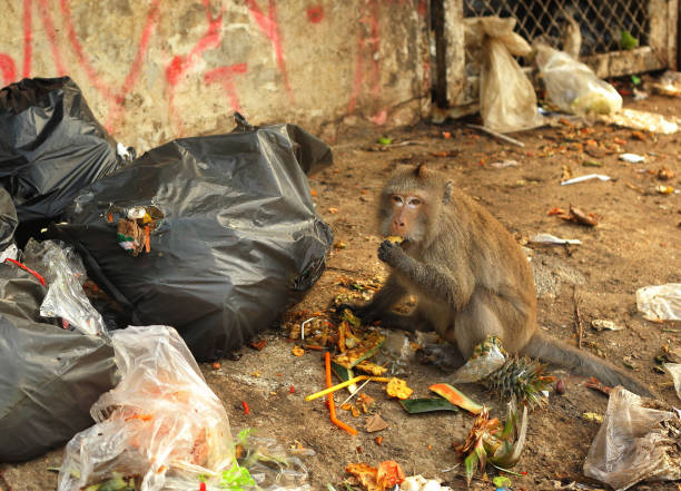 baboon monkey eating from garbage bags baboon monkey eating from garbage bags close up photo baboon stock pictures, royalty-free photos & images