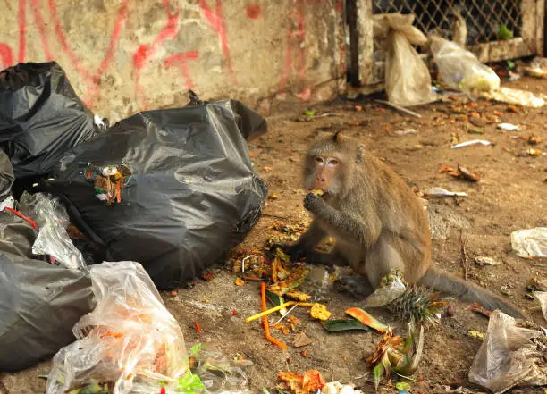 baboon monkey eating from garbage bags close up photo