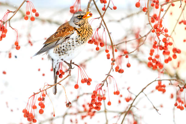istock beautiful wild bird eating red berries 927592346