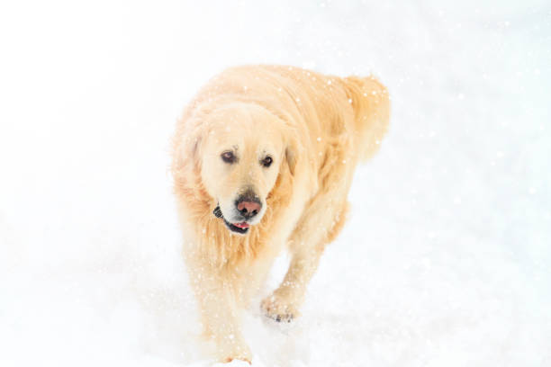 istock Labrador runs in the winter on a snowy day 927592352