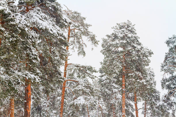 istock fresh pine forest on a snowy day 927592356