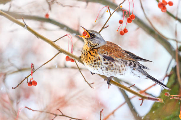 istock wild bird swallowing red berries 927592366