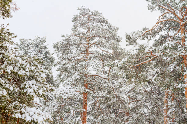 istock fresh winter forest on a snowy day 927592370