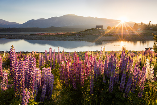 Lake Tekapo, on the South Island of New Zealand. The sun rises behind the mountain shining through the windows of the Church of the Good Shepherd and backlighting the lupins in the foreground. The church, mountains and the sun are reflected in the waters of the lake. The lupins grow wild in the spring (November/December), covering the area in colour.