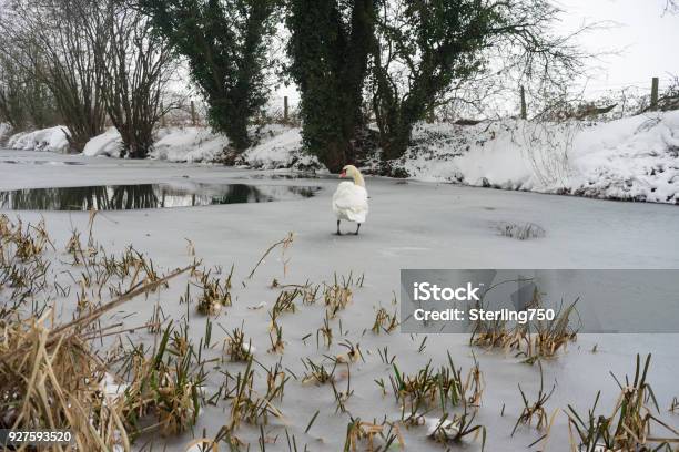 The Basingstoke Canal Captured During Snowfall In Late Winter Stock Photo - Download Image Now