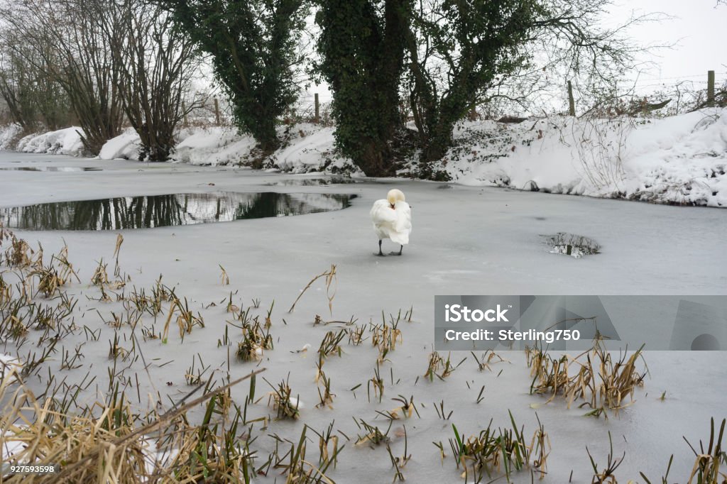 The Basingstoke canal captured during snowfall in late winter Snowy winter scene at the Basingstoke Canal near Odiham in Hampshire Backgrounds Stock Photo