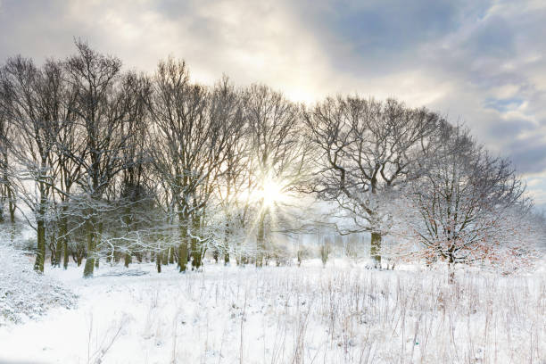istock Snow covered rural trees with early morning sunrise 927593956