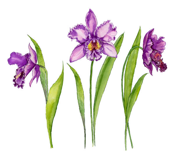 355 Cattleya Illustrations & Clip Art - iStock | Cattleya orchid, Cattleya  colombia, Cattleya trianae