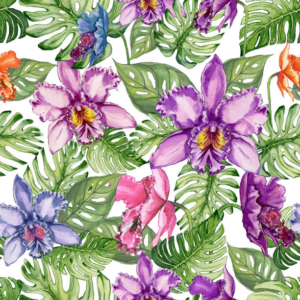 Beautiful orchid flowers and monstera leaves on white background. Seamless tropical floral pattern.  Watercolor painting. Hand drawn illustration. Beautiful orchid flowers and monstera leaves on white background. Seamless tropical floral pattern.  Watercolor painting. Hand drawn illustration. Can be used as for fabric, wallpaper, wrapping paper. cattleya trianae stock illustrations