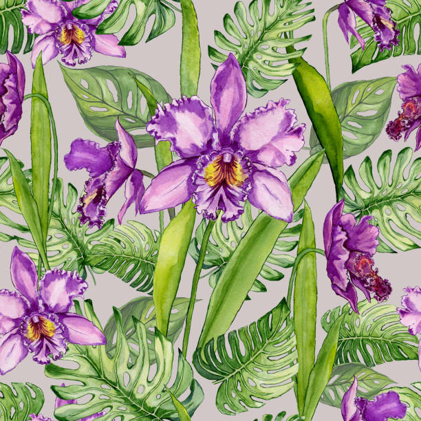 Beautiful purple orchid flowers and monstera leaves on light gray background. Seamless tropical floral pattern. Watercolor painting. Hand drawn illustration. Beautiful purple orchid flowers and monstera leaves on light gray background. Seamless tropical floral pattern. Watercolor painting. Hand drawn illustration. Fabric, wallpaper design. cattleya trianae stock illustrations