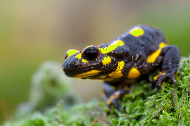 istock Head of a Fire salamander newt looking in camera 927603172