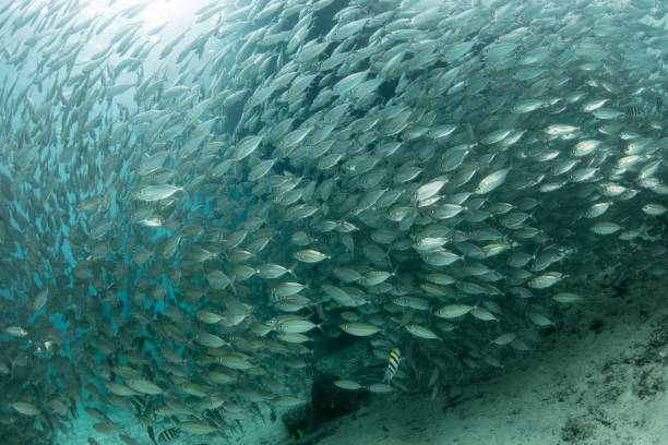 istock Yellowstripe Scad and Pier in Raja Ampat 927603662
