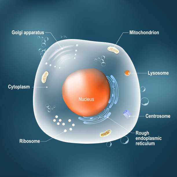 Anatomy of animal cell. Anatomy of cell. All organelles: Nucleus, Ribosome, Rough endoplasmic reticulum, Golgi apparatus, mitochondrion, cytoplasm, lysosome, Centrosome. Animal cell on the dark background. Illustration easy editable for Your color nucleus stock illustrations