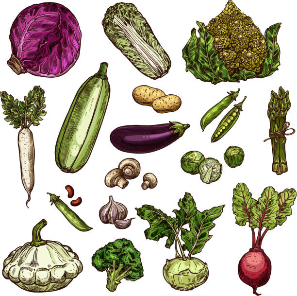 ilustrações, clipart, desenhos animados e ícones de conjunto de ícones de legumes - kohlrabi purple cabbage organic