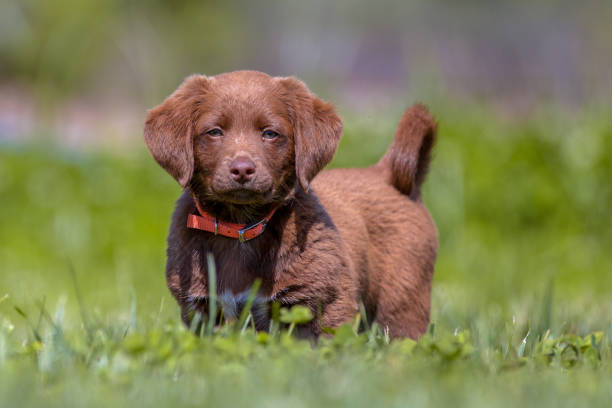 istock Little puppy in the garden 927604970