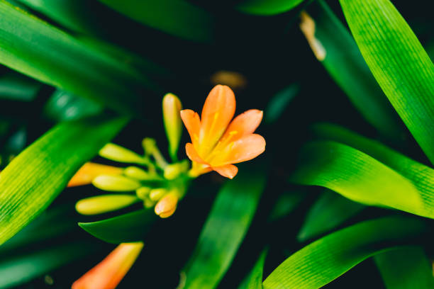 istock Orange flower around green leafy leaves 927607670