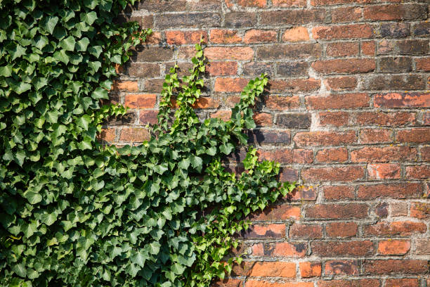 muro di mattoni con vite di edera - ivy brick wall vine foto e immagini stock