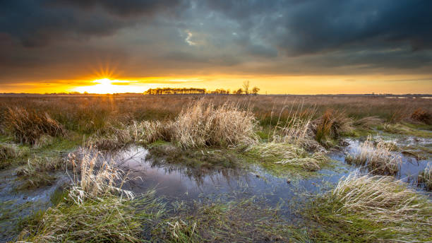 Dark threatening sky over swamp area during sunset