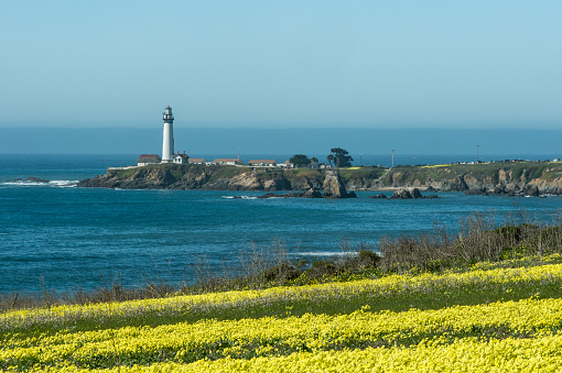 Wild mustard plants in bloom, with Pigeon Point Lighthouse in background.\n\n