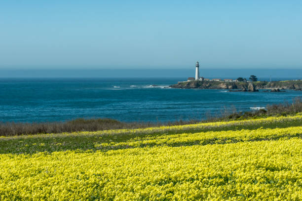 Wild mustard plants in bloom, with Pigeon Point Lighthouse in background.
