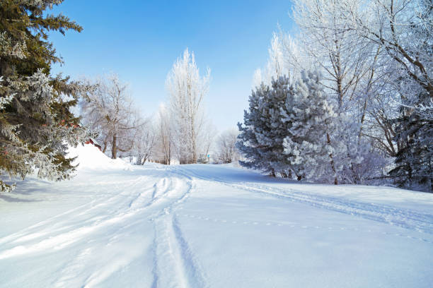 Rural Minnesota landscape with beautiful frost covered trees.