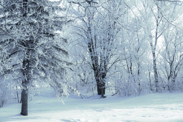 Winter trees covered with frost against blue sky