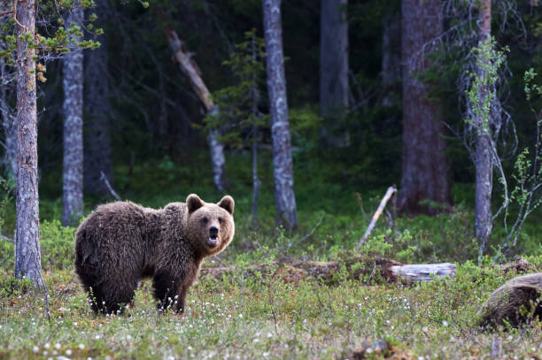 istock Brown bear in the finnish taiga 927610800