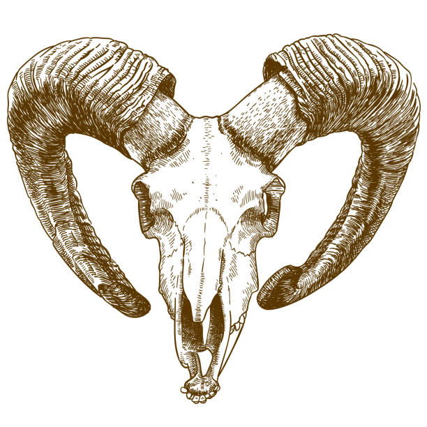 illustrations, cliparts, dessins animés et icônes de gravure dessin illustration du crâne de mouflon - goat skull