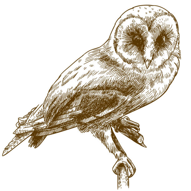 헛간 올빼미의 그림을 그리기 조각 - barn owl stock illustrations