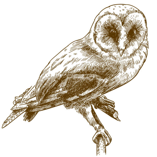 engraving drawing illustration of barn owl Vector antique engraving drawing illustration of barn owl isolated on white background owl illustrations stock illustrations