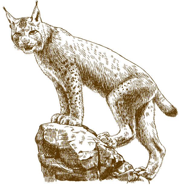 ilustrações, clipart, desenhos animados e ícones de ilustração de gravura de lince linx - lince