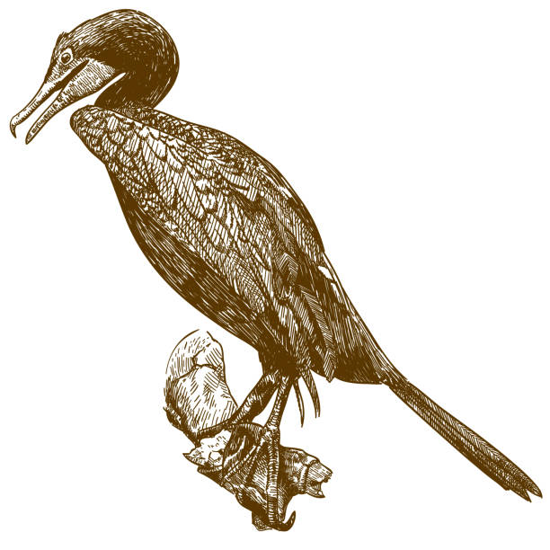 ilustrações, clipart, desenhos animados e ícones de ilustração de desenho gravura de cormorão - great black cormorant