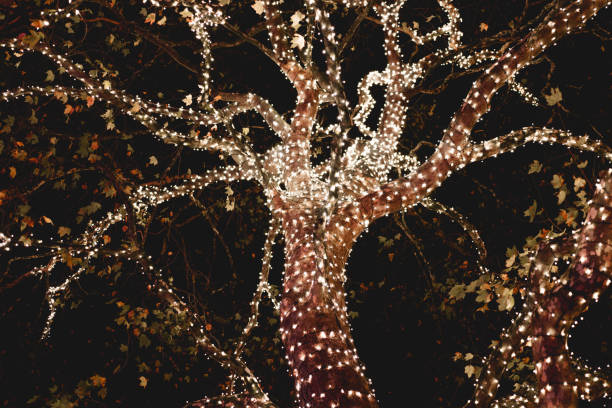 A tree decorated with warm white Christmas lights on the branches. Holidays concept.