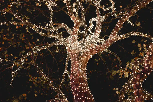 Photo of A tree decorated with warm white Christmas lights on the branches. Holidays concept.